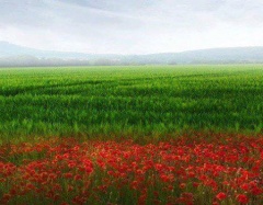 ХАРТА  ЗА СВОБОДНА, СПРАВЕДЛИВА И СОЛИДАРНА БЪЛГАРИЯ!